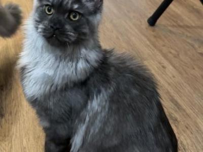 Bruce - Maine Coon - Gallery Photo #1
