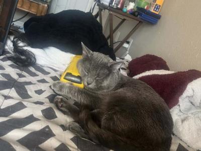 Sparrow - Russian Blue - Gallery Photo #1
