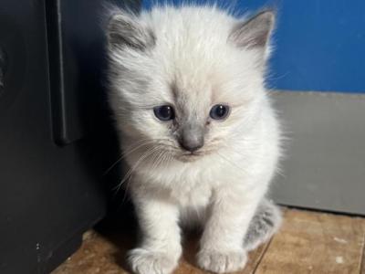 Mister Orange - Ragdoll - Gallery Photo #1
