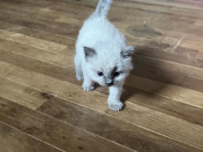 Mister Dark Blue - Ragdoll - Gallery Photo #1