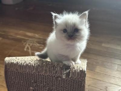 Mister White - Ragdoll - Gallery Photo #1