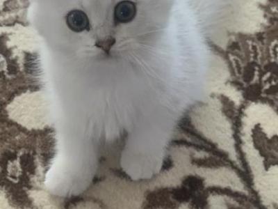 Liliy - Scottish Straight - Gallery Photo #1