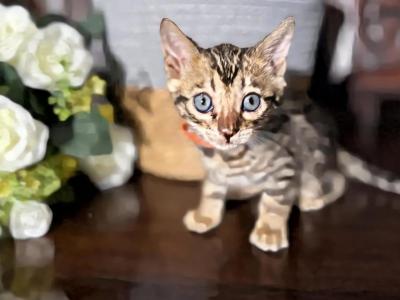 Milo - Bengal - Gallery Photo #1
