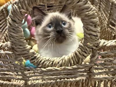 Baby And Kojai Bear - Balinese - Gallery Photo #1