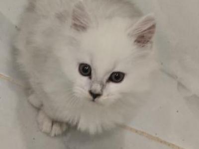 Frangipani Bayun - Maine Coon - Gallery Photo #1