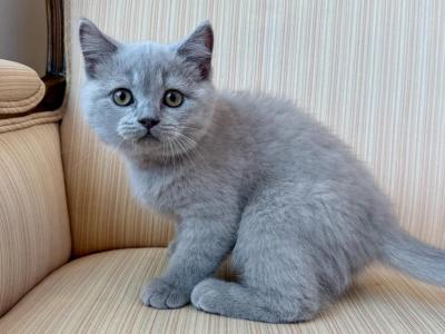 British Shorthair Lilac Male - British Shorthair - Gallery Photo #1