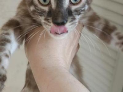 Spotted Bengal Kittens - Bengal - Gallery Photo #1