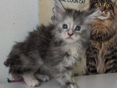 Lana - Maine Coon - Gallery Photo #1