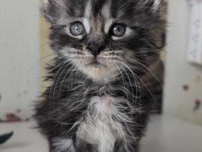 Nancy - Maine Coon - Gallery Photo #1