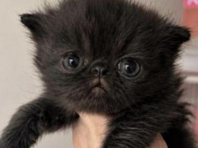 Black Boy - Persian - Gallery Photo #1