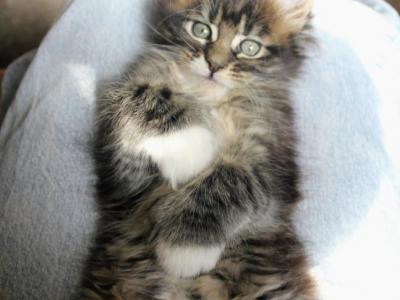 Aramis - Maine Coon - Gallery Photo #1