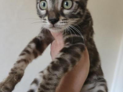 Bengal Kitten Striking Eyes And Unique Pattern - Bengal - Gallery Photo #1