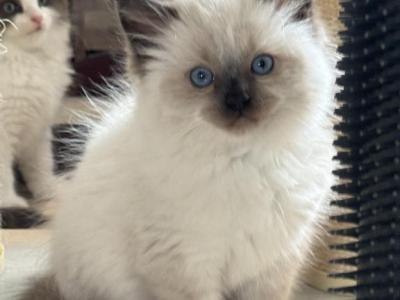 Paula - Ragdoll - Gallery Photo #1