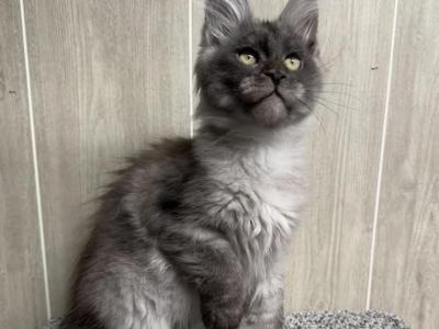Titan Black High Smoke - Maine Coon - Gallery Photo #1