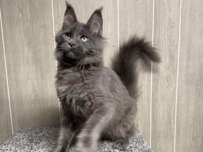 Zara Solid Blue Female - Maine Coon - Gallery Photo #1
