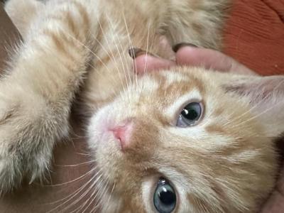 Sunshine - Domestic - Gallery Photo #1