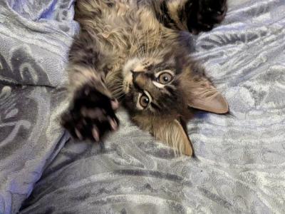 Parthos - Maine Coon - Gallery Photo #1