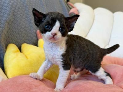 Blk N White Boy - Devon Rex - Gallery Photo #1