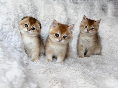 Scottish Straight And Scottish Fold Kittens - Scottish Fold - Gallery Photo #1