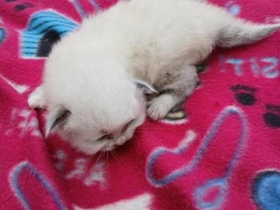 Braxton - Ragdoll - Gallery Photo #1