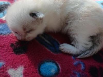 Peyton - Ragdoll - Gallery Photo #1