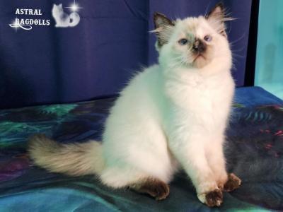 Marielle - Ragdoll - Gallery Photo #1