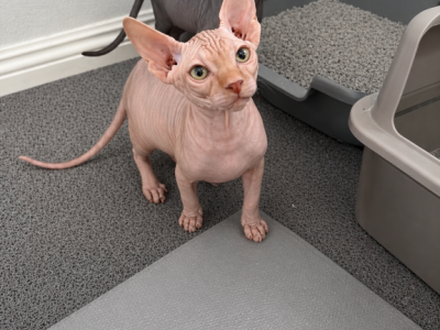 Marcelines Last Litter - Sphynx - Gallery Photo #1