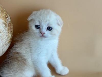 Odysseus - Scottish Fold - Gallery Photo #1