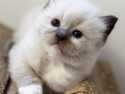 Mister Pibb - Ragdoll - Gallery Photo #1