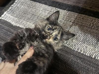 Olive - Domestic - Gallery Photo #1