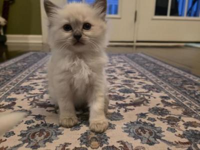 Lord - Ragdoll - Gallery Photo #1