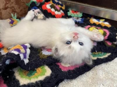 ICE CREAM VANILLA BEEN - Ragdoll - Gallery Photo #1