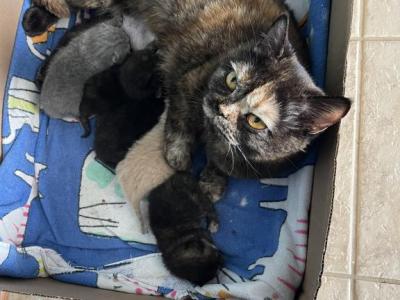 British Shorthair Litter - British Shorthair - Gallery Photo #1