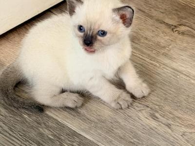 The Cuddle Cloud Litter - Siamese - Gallery Photo #1