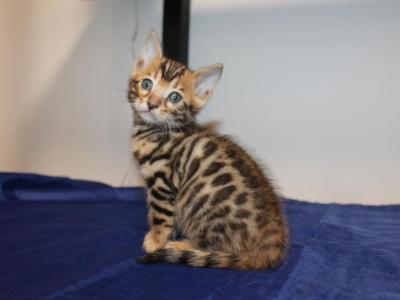 Atlas - Bengal - Gallery Photo #1