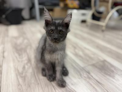 Bagheera And Mizuki - Maine Coon - Gallery Photo #1