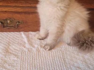 Mia - Himalayan - Gallery Photo #1