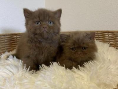Cinnamon Boys - British Shorthair - Gallery Photo #1
