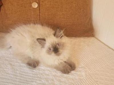 Malcom - Himalayan - Gallery Photo #1