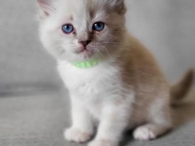 Bailey - Ragdoll - Gallery Photo #1