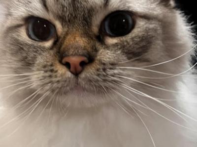 Cookie - Ragdoll - Gallery Photo #1