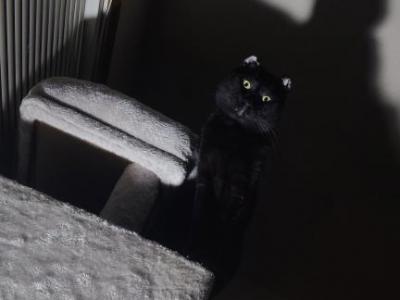 Lebai Or Buddy - Domestic - Gallery Photo #1