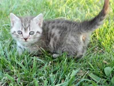 Diamond - Minuet - Gallery Photo #1