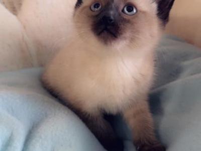 Sweet Boy - Siamese - Gallery Photo #1