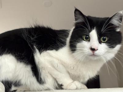 Wolfie - American Longhair - Gallery Photo #1