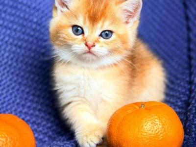 British Shorthair Golden Female - British Shorthair - Gallery Photo #1