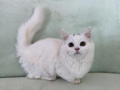 Munchkin White Male - Munchkin - Gallery Photo #1