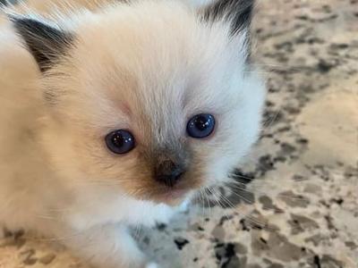 Ragdoll Kittens To New Home - Ragdoll - Gallery Photo #1
