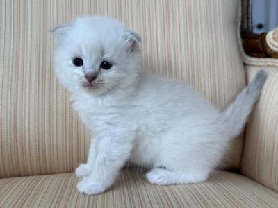 Scottish White Point Males - Scottish Fold - Gallery Photo #1