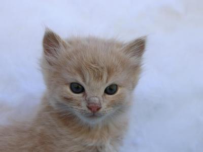 Dusty - Domestic - Gallery Photo #1